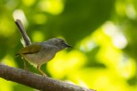 Camaroptera brachyura