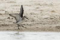 Calidris ferruginea