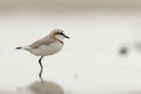 Charadrius pallidus