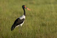 Ephippiorhynchus senegalensis