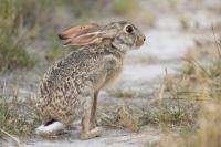 African savanna hare