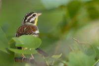 Emberiza flaviventris