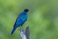 Lamprotornis australis