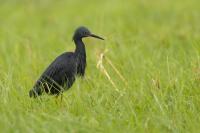 Egretta vinaceigula