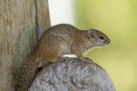 Smith's bush squirrel