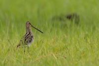 Gallinago nigripennis