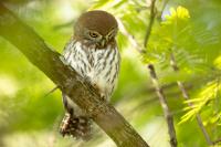 Glaucidium perlatum