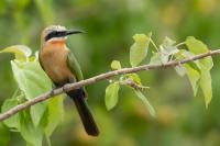 Merops bullockoides