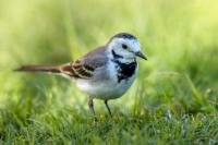 Motacilla alba