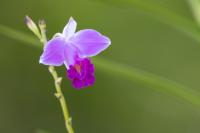 ECUADOR -FLOWERS