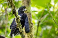 ECUADOR-FAUNA