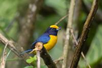 Euphonia xanthogaster