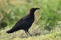 Corvus edithae