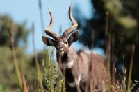 Mountain nyala