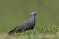 Columba albitorques