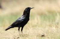 Corvus capensis