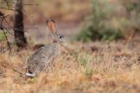 Cape hare