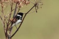 Saxicola torquatus