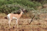 Soemmerring's gazelle