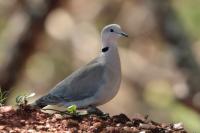 Streptopelia capicola