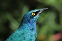 Lamprotornis chalybaeus