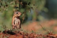 Unstriped Ground Squirrel