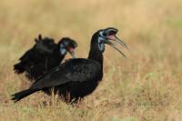 Bucorvus abyssinicus