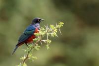 Lamprotornis shelleyi