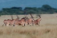 East African oryx