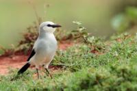 Zavattariornis stresemanni