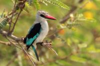 Halcyon senegalensis