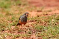 Turdus tephronotus