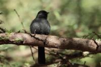 Melaenornis edolioides