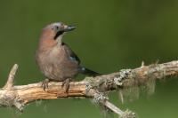 Garrulus glandarius