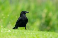 Corvus corone