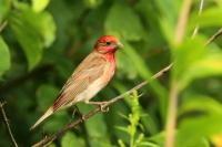 Carpodacus erythrinus