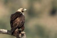 Aquila adalberti