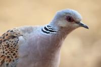 Streptopelia turtur