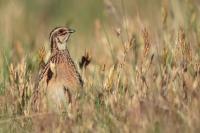 Coturnix coturnix