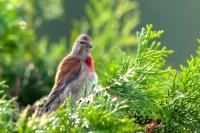 Carduelis cannabina