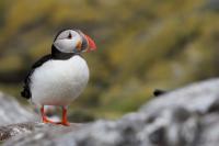 Scotland landscape and fauna