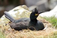 Phalacrocorax aristotelis