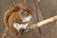 American red squirrel