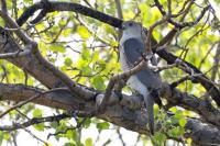 Accipiter badius