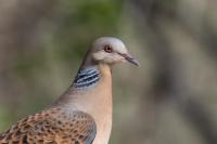 Streptopelia orientalis