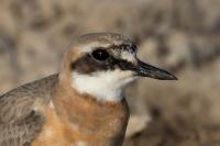 Charadrius leschenaultii