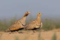 Kazakhstan FAUNA