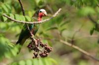 Amazona leucocephala