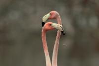 Phoenicopterus ruber