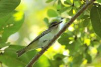 Vireo altiloquus